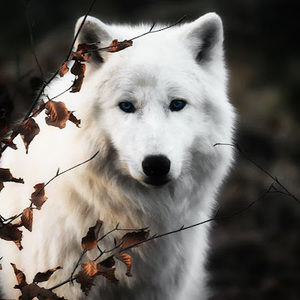 Meet your Posher, Baron